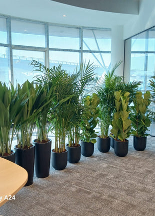 Office Plants Best Seller Bundle 11plants super promo