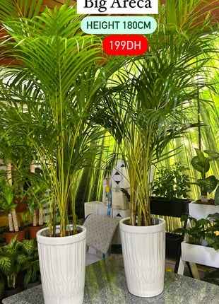 Areca Palm Bushy Each PROMO