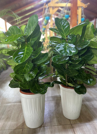 Fiddle Bushy Each  PROMO