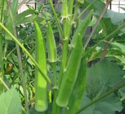 Okra Agrimax Seeds