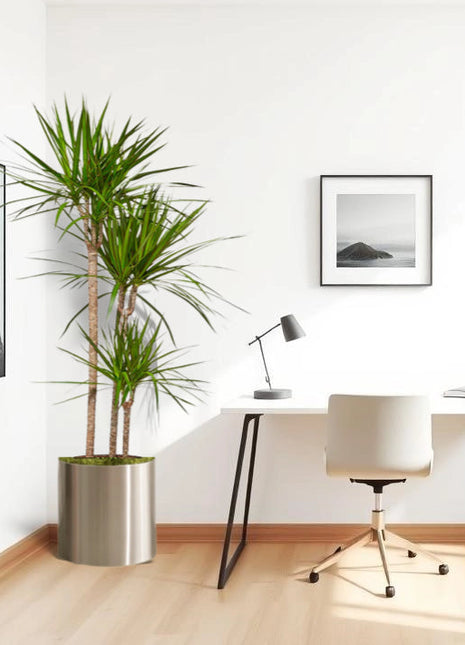 Dracaena Marginata in Stainless Steel Pot