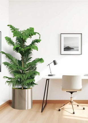 Araucaria Heterophylla in Stainless Steel Pot