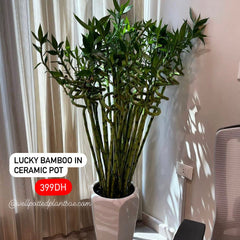 Lucky Bamboo in Ceramic Promo