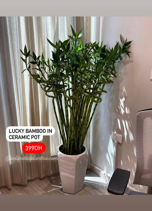 Lucky Bamboo in Ceramic Promo