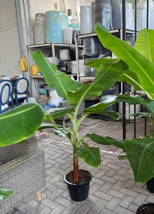 Banana Tree in Plastic Pot PROMO
