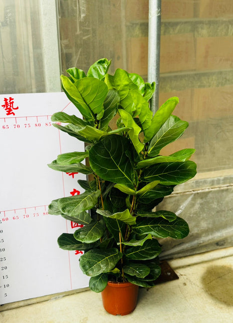 Fiddle Bushy Premium Promo