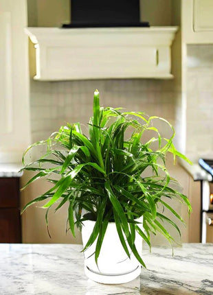 Green Dracaena Sanderiana | Sanderiana Green 25-30cm