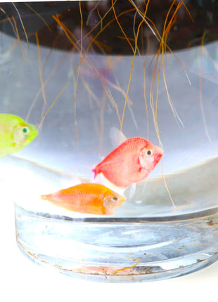 Lucky Bamboo Fish Bowl &#8220;70cm Height&#8221;