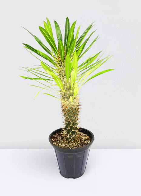 Pachypodium Lamerei | cactus | Madagascar Palm