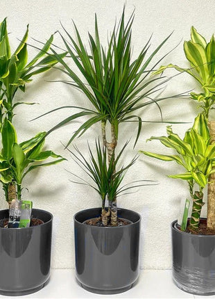 Set Of 3 Dracena Plants 80-100cm in Ceramic Pot