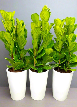 Set Of 3 Ficus Lyrata or Fiddle Leaf Fig in Ceramic Pot 80-100cm