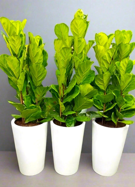 Set Of 3 Ficus Lyrata or Fiddle Leaf Fig in Ceramic Pot 80-100cm