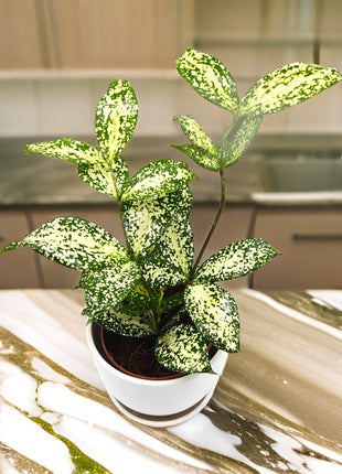 Dracaena Surculosa ‘Florida Beauty’ | Godseffiana