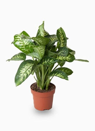 Hedera variegata or Variegated English Ivy الإنجليزية اللبلاب