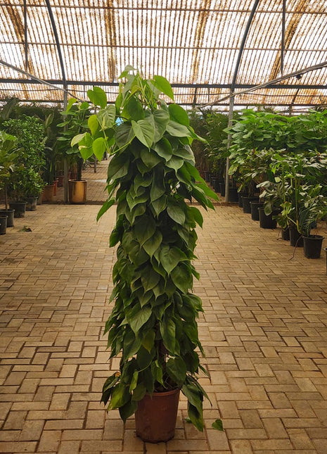 Philodendron XL Promo