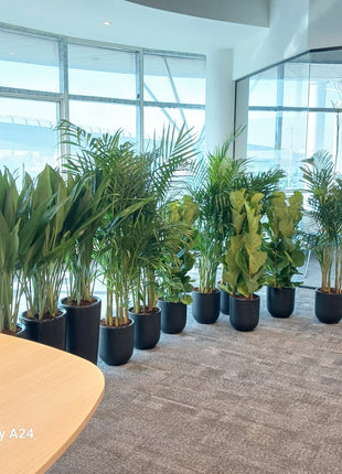 Office Plants Best Seller Bundle 11plants super promo