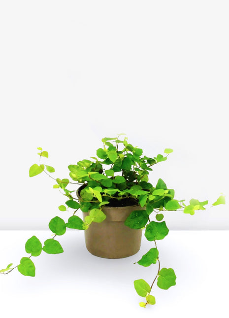 Ficus Pumila or Climbing Fig