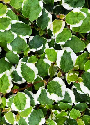 Ficus Pumila- Creeping fig &#8220;Varigated&#8221;