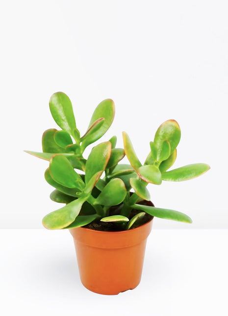 Crassula ovata Mini &#8220;Dollar Plant Or Jade Plant&#8221; 5-10cm