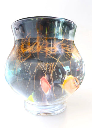 Lucky Bamboo Fish Bowl &#8220;70cm Height&#8221;