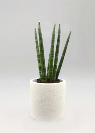 Sansevieria Desertii &#8220;Sansevieria Cylindrica Skyline