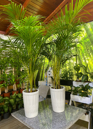 Areca Palm Bushy Each PROMO