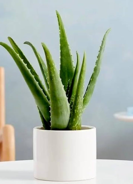 Aloe vera "Indoor" or Medicina Aloe 25-30cm الألوة فيرا