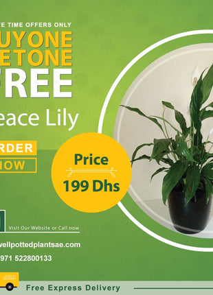Peace Lily in Plastic Pot PROMO