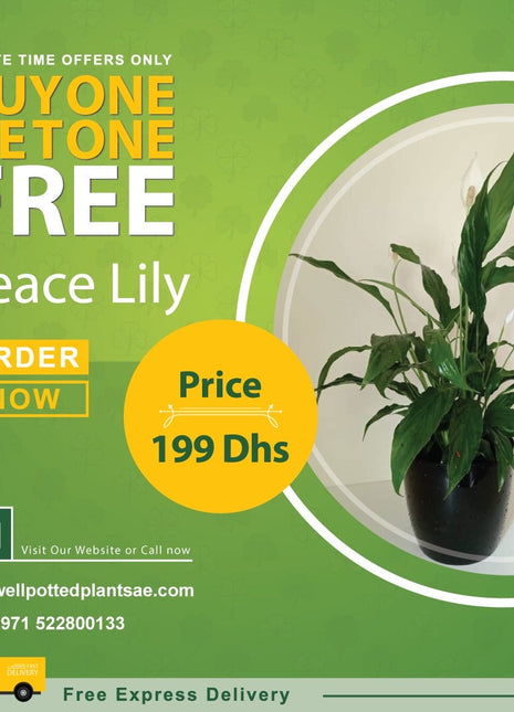Peace Lily in Plastic Pot PROMO