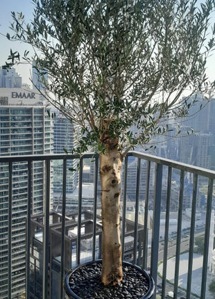 The Rich Olea Europea plant- The Beauty of Olive Tree.