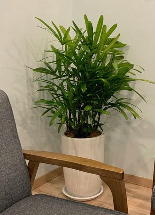 Office Plant Rephalis PROMO