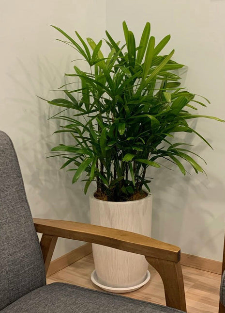 Office Plant Rephalis PROMO