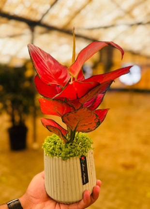 Pink Aglo Premium Promo