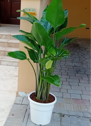 299DH Birds of Paradise in Nursery Pot Promo