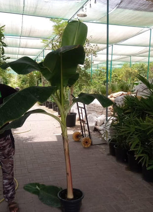 Banana Tree in Plastic Pot PROMO