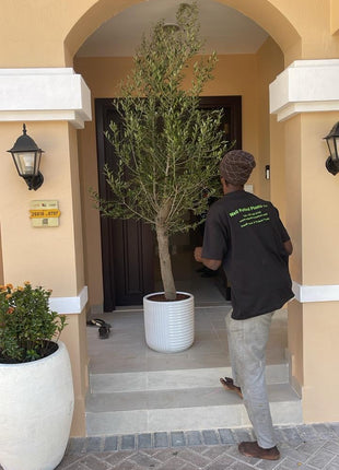 Olive Tree Fully Grown 2.2m to 2.5m 15 year old Olive Tree on Promo