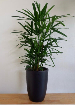 Office Plant Rephalis PROMO