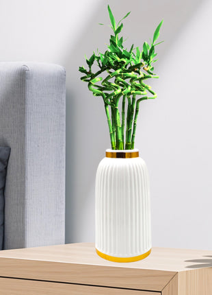 Lucky Bamboo | Indoor Bamboo Plants Sticks, Water indoor bamboo |  الخيزران محظوظا