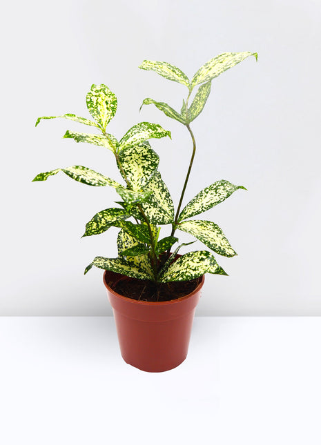 Dracaena Surculosa ‘Florida Beauty’ | Godseffiana