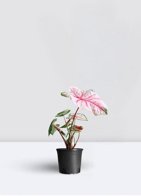 Caladiums or Angel Wings &#8220;Assorted&#8221; Top Quality Indoor Plants&#8221;