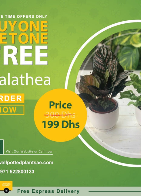 Calathea in Plastic PROMO