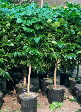 Olive Tree Bushy Premium Promo