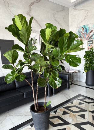 Fiddle XLarge Plant Promo