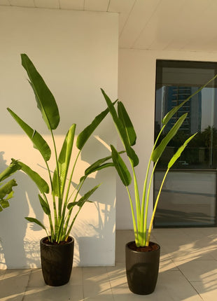 Office Plants Travellers Palm 2.2m in Black Pot Bundle 2pc PROMO