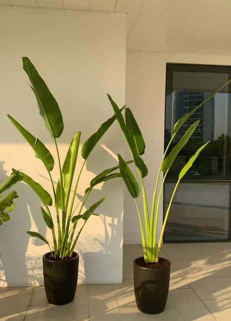 Office Plants Travellers Palm 2.2m in Black Pot Bundle 2pc PROMO