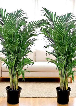 Areca Palm Each in Plastic Pot Promo
