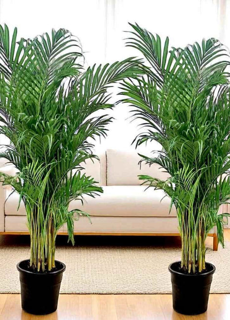 Areca Palm Each in Plastic Pot Promo