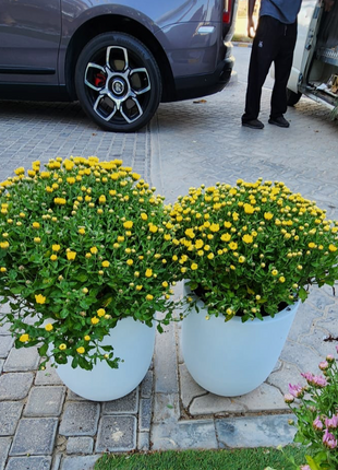 Outdoor Flower Per Pot Promo