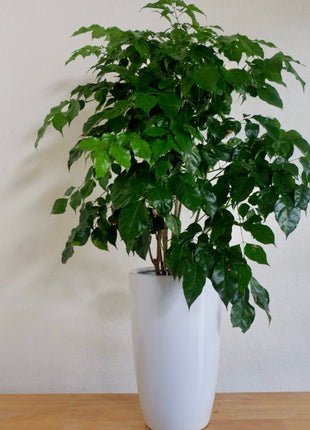 Office Plant Chinadoll PROMO