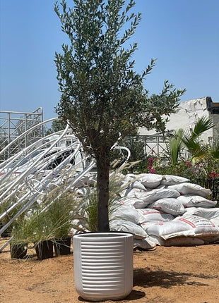 Olive Tree Fully Grown 2.2m to 2.5m 15 year old Olive Tree on Promo